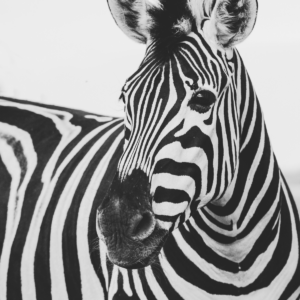 Greater_Branding _1200x1200_20204